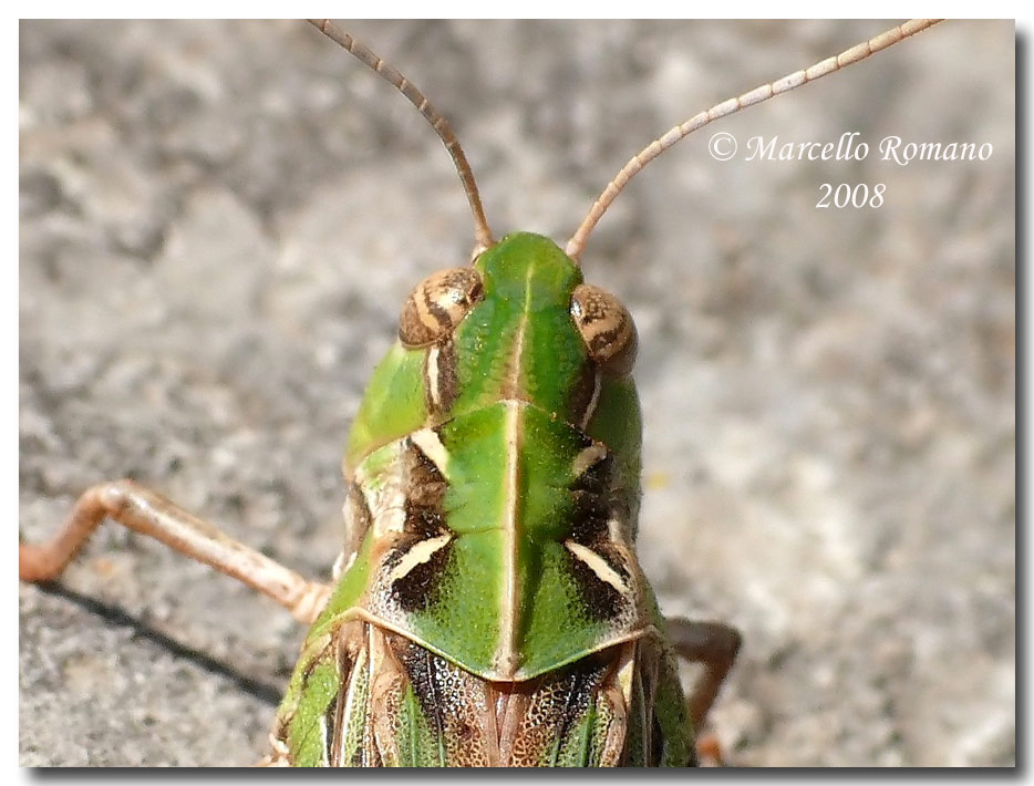 Insetti dalla Croazia: 13. Oedaleus decorus (Acrididae)